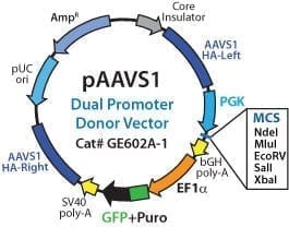 pAAVS1D-PGK-MCS-EF1α-copGFPpuro PrecisionX HR Targeting Vector