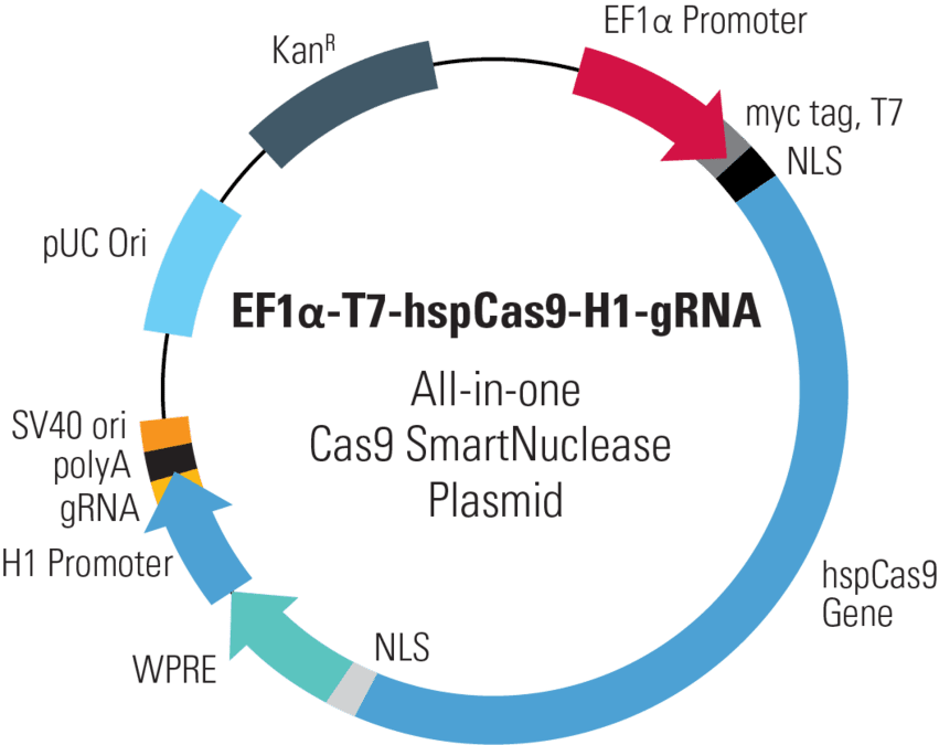 EF1α-T7-hspCas9-H1-gRNA All-in-one Cas9 SmartNuclease Plasmid