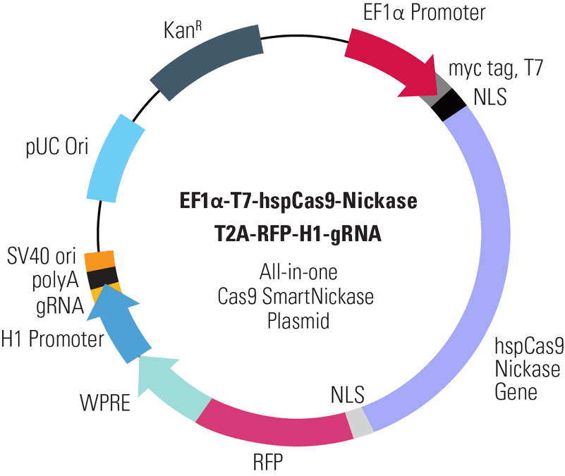 EF1α-T7-hspCas9-Nickase-T2A-RFP-H1-gRNA All-in-one Cas9 SmartNickase Plasmid