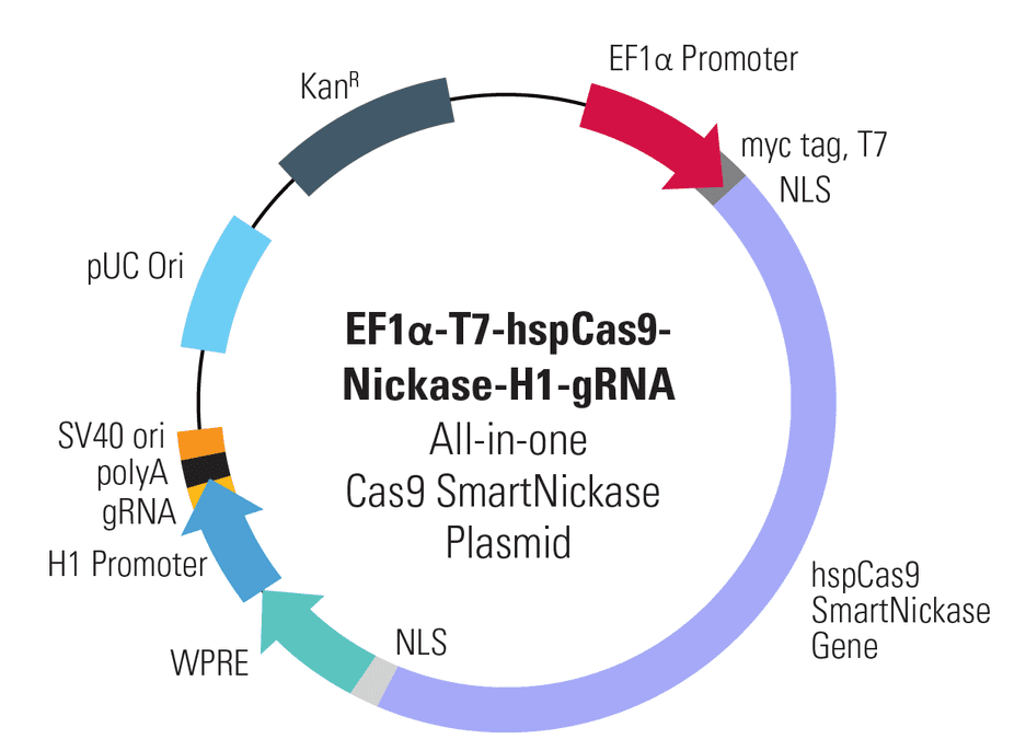 EF1α-T7-hspCas9-SmartNickase-H1-gRNA All-in-one Cas9 SmartNickase Plasmid