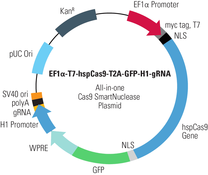 EF1α-T7-hspCas9-T2A-GFP-H1-gRNA All-in-one Cas9 SmartNuclease Plasmid