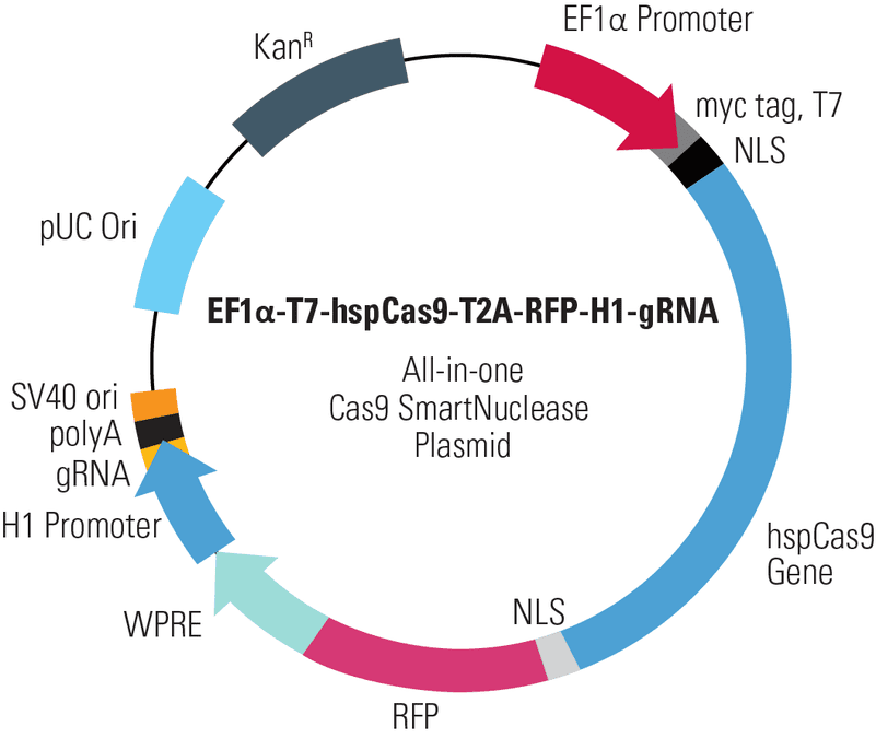 EF1α-T7-hspCas9-T2A-RFP-H1-gRNA All-in-one Cas9 SmartNuclease Plasmid