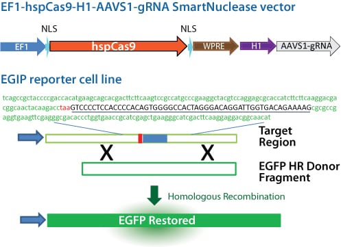 The Cas9 SmartNuclease Genome Editing Positive Control Kit.