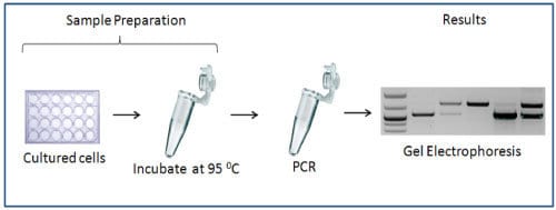 The EZ-Genotyping Kit has a simple workflow