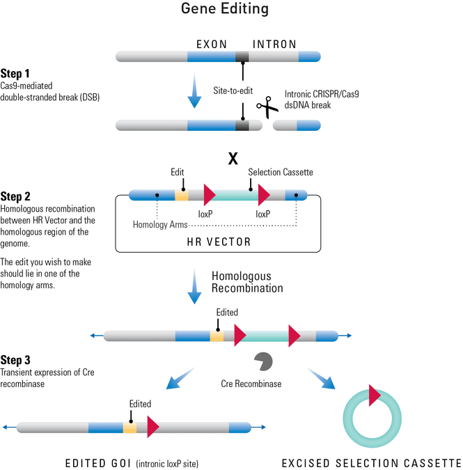 Using an HR Donor Vector and the CRISPR/Cas9 System to edit a gene