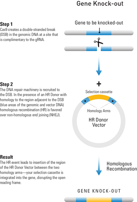 Using an HR Donor Vector and the CRISPR/Cas9 System to knock-out a gene