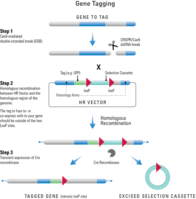 Using an HR Donor Vector and the CRISPR/Cas9 System to tag a gene