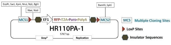 PrecisionX Gene Knock-out HR Targeting Vector (MCS1-EF1α-RFP-T2A-Puro-pA-MCS2)