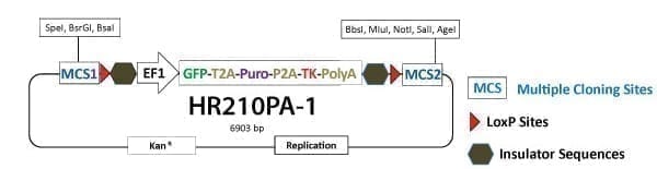 PrecisionX Gene Knock-out HR Targeting Vector (MCS1-LoxP-EF1α-GFP-T2A-Puro-P2A-hsvTK-pA-LoxP-MCS2)