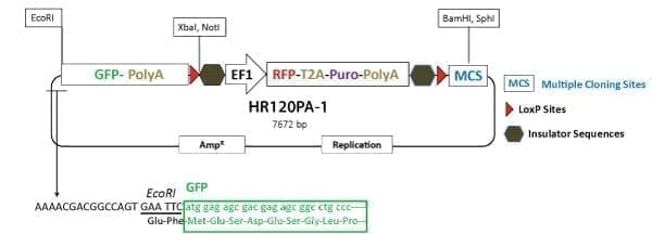 PrecisionX Gene Tagging HR Targeting Vector (GFP-pA-LoxP-EF1α-RFP-T2A-Puro-pA-LoxP-MCS)