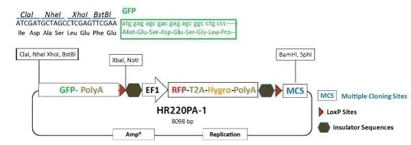 PrecisionX Gene Tagging HR Targeting Vector (GFP-pA-LoxP-EF1α-RFP-T2A-Hygro-pA-LoxP-MCS)