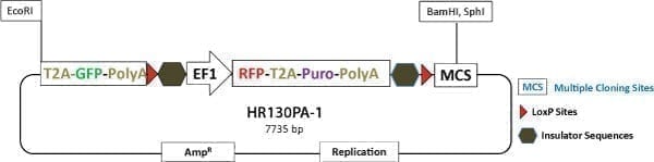 PrecisionX Gene Tagging HR Targeting Vector (T2A-GFP-pA-LoxP-EF1α-RFP-T2A-Puro-pA-LoxP-MCS)