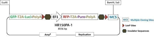 PrecisionX Gene Tagging HR Targeting Vector (GFP-T2A-Luc-pA-LoxP-EF1α-RFP-T2A-Puro-pA-LoxP-MCS)