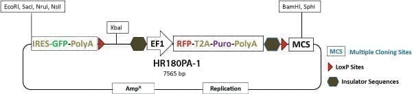 PrecisionX Gene Tagging HR Targeting Vector (IRES-GFP-pA-LoxP-EF1α-RFP-T2A-Puro-pA-LoxP-MCS)