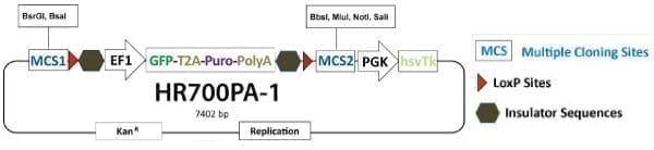 PrecisionX Gene Knock-out HR Targeting Vector (MCS1-EF1α-GFP-T2A-Puro-pA-MCS2-PGK-hsvTK)