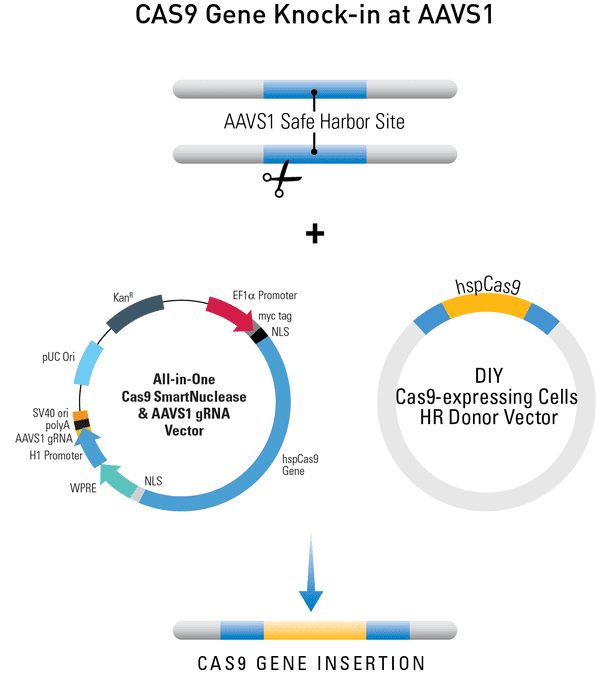 Knock-in Cas9 to the AAVS1 safe harbor site
