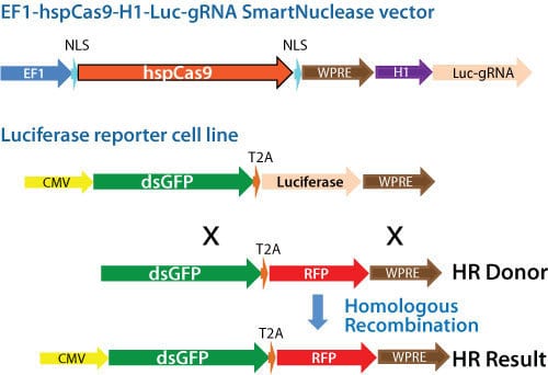 Schematic for using an All-in-one Cas9 SmartNuclease Plasmid for gene replacement