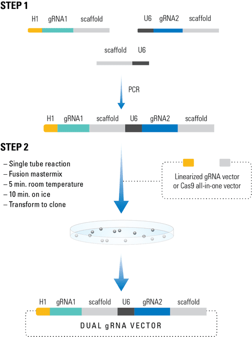 PrecisionX Multiplex gRNA Cloning Kit