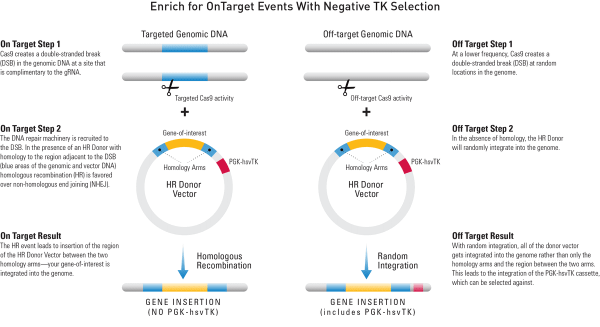 Using negative TK selection to enrich for on-target events
