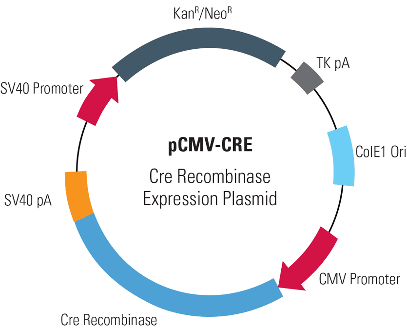 pCMV-CRE, Cre Recombinase Expression Plasmid