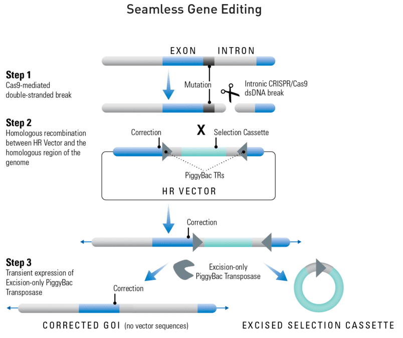 Seamless gene editing with the Excision-only PiggyBac Transposase