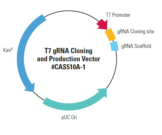 The T7 gRNA SmartNuclease Cloning and Production Vector.