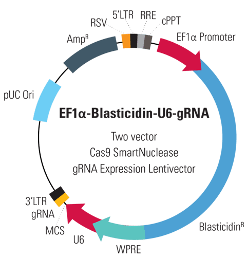 EF1α-Blasticidin-U6-gRNA Two Vector Cas9 SmartNuclease gRNA Expression Lentivector