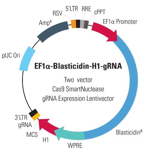EF1α-Blasticidin-H1-gRNA Two Vector Cas9 SmartNuclease gRNA Expression Lentivector