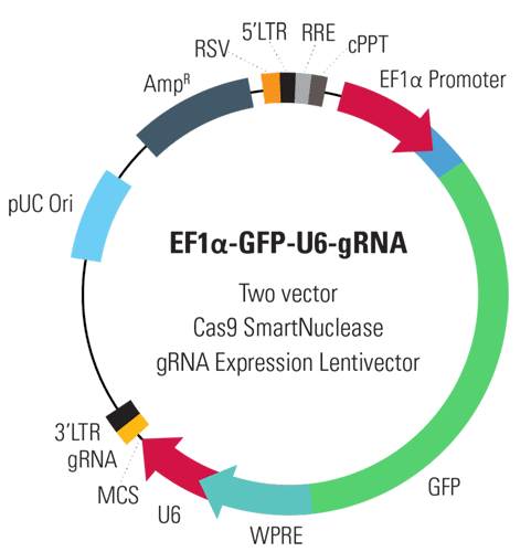 EF1α-GFP-U6-gRNA Two Vector Cas9 SmartNuclease gRNA Expression Lentivector