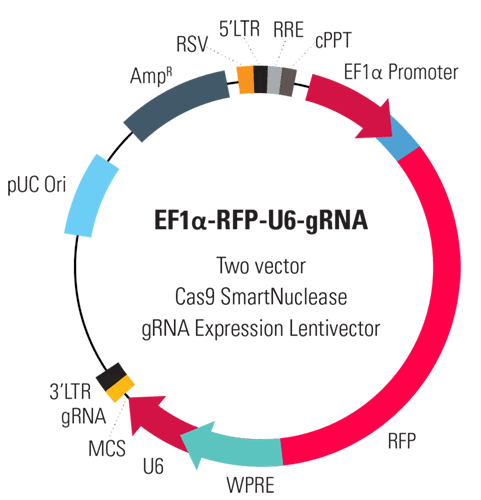 EF1α-RFP-U6-gRNA Two Vector Cas9 SmartNuclease gRNA Expression Lentivector