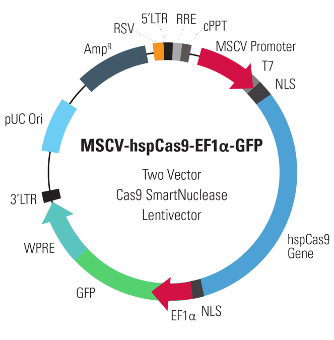 MSCV-hspCas9-EF1α-GFP Two Vector Cas9 SmartNuclease Lentivector