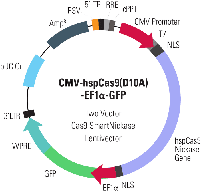 CMV-hspCas9(D10A)-EF1α-GFP Two Vector Cas9 SmartNickase Lentivector