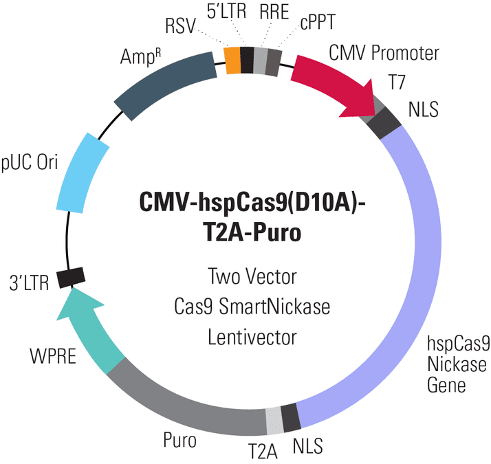 CMV-hspCas9(D10A)-T2A-Puro Two Vector Cas9 SmartNickase Lentivector