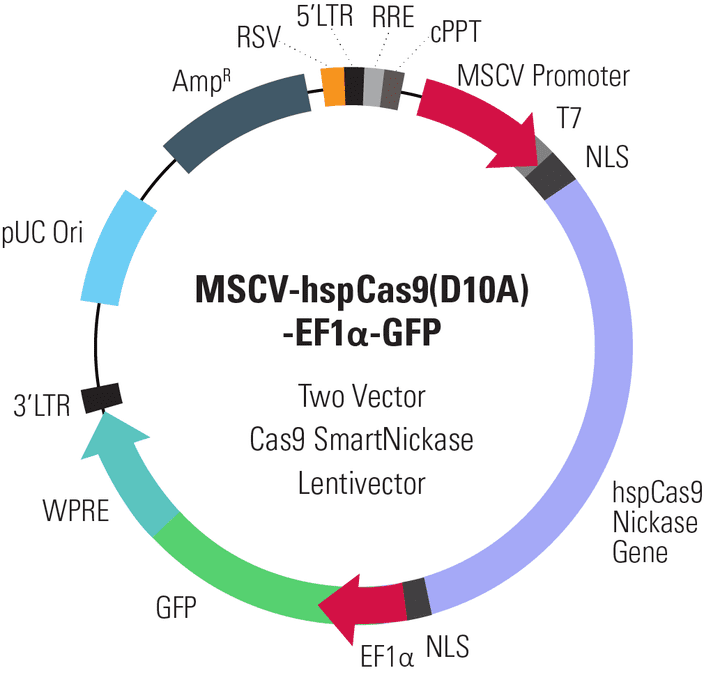 MSCV-hspCas9(D10A)-EF1α-GFP Two Vector Cas9 SmartNickase Lentivector