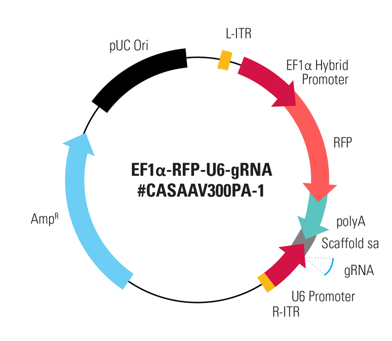 EF1α-RFP-U6-gRNA(SA) Two Vector AAV Cas9 SmartNuclease gRNA Expression Plasmid