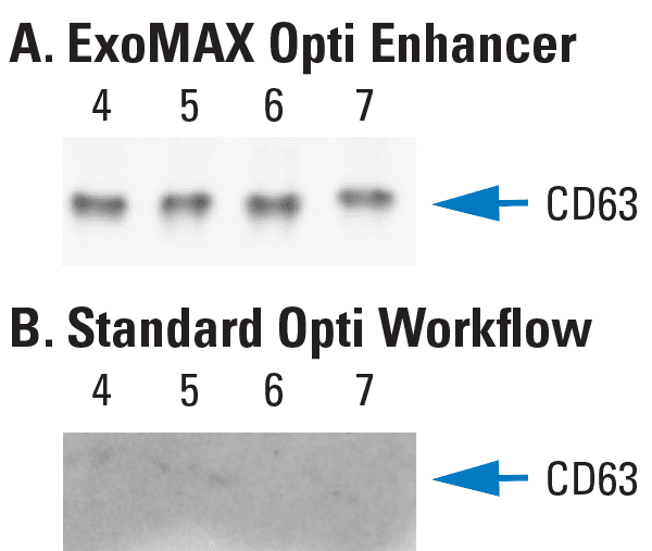 Higher yields of exosomes are obtained from OptiPrep-based ultracentrifugation when samples are prepared using ExoMAX Opti Enhancer compared to the conventional sample preparation workflow