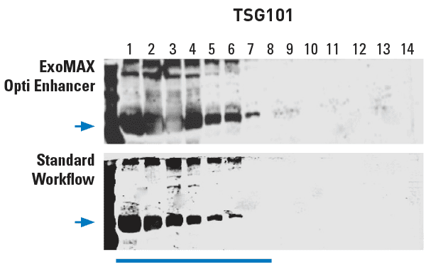 ExoMAX Opti Enhancer delivers high yields of exosomes