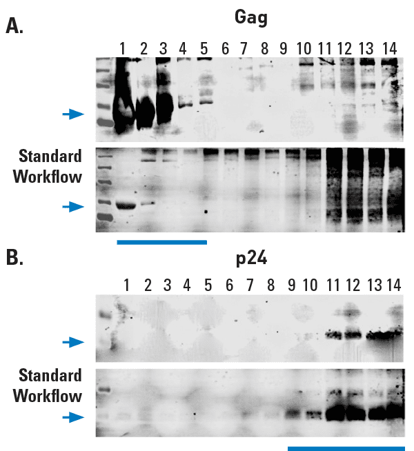 Exosomes prepared using ExoMAX Opti Enhancer can be purified away from virus