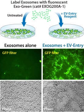 The EV-Entry System increases the delivery of Exo-Green to recipient cells