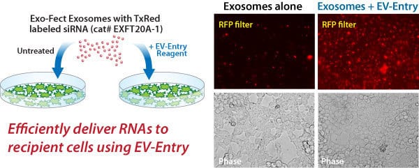 The EV-Entry System increases the delivery of Exo-Red exosomes to recipient cells