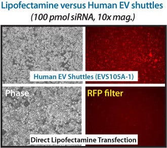 The EV Shuttle Kit is more efficient than lipofectamine