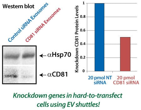 siRNA delivered by EV Shuttles is functional