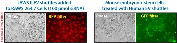 The EV Shuttle Kit efficiently delivers siRNA cargo even to hard-to-transfect cells.