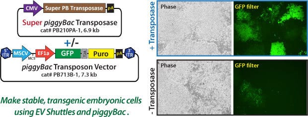 EV Shuttles can be used to create stable cell lines