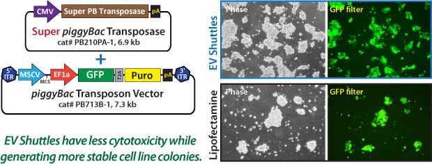 EV Shuttles are more efficient than lipofectamine at creating stable cell lines