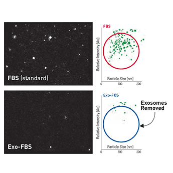 NanoSight shows low levels of exosomes in Exo-FBS
