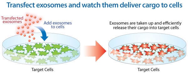 Exo-Fect turns your exosomes into cargo delivery vehicles