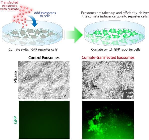 Exo-Fect transfects the small molecule cumate into exosomes