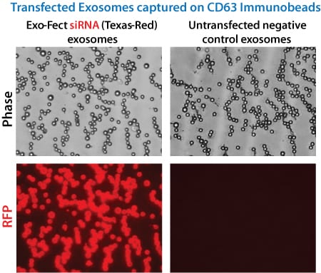 Exo-Fect efficiently loads siRNA into exosomes.