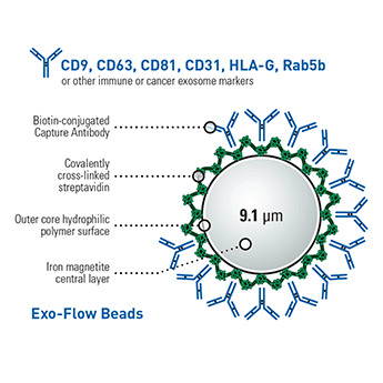 Exosome capture is highly efficient with large bead size
